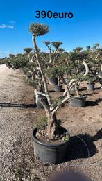 Olijfbomen olea europaea plato half april in België!, Tuin en Terras, Planten | Bomen, Ophalen