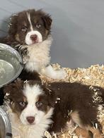Australische Herder pups te koop (red tri), Dieren en Toebehoren, België, CDV (hondenziekte), 8 tot 15 weken, Teef