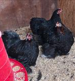 Cochin kriel kip zwart met rood in de nek, Poule ou poulet