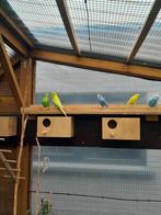 Grasparkieten, Dieren en Toebehoren