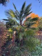 Trachycarpus boom, Tuin en Terras, Planten | Bomen, Ophalen