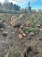 Gezocht wyandotte haan, Dieren en Toebehoren, Pluimvee