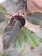 Philodendron, Huis en Inrichting, Ophalen