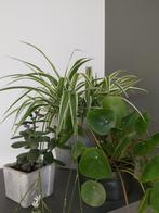 Drie planten met pot., Huis en Inrichting, Kamerplanten, Ophalen, Vetplant