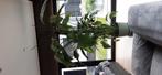 Strelitzia, Huis en Inrichting, Kamerplanten, Ophalen, In pot, 150 tot 200 cm, Volle zon