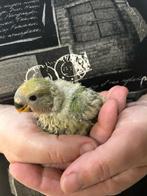 Lovebird baby handtam, Dieren en Toebehoren, Tam