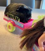 Schattig beertje 3 weken oud !!, Dieren en Toebehoren, Knaagdieren, Cavia, Mannelijk, Januari, Tam