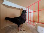 Birmingham roller doffer, Dieren en Toebehoren
