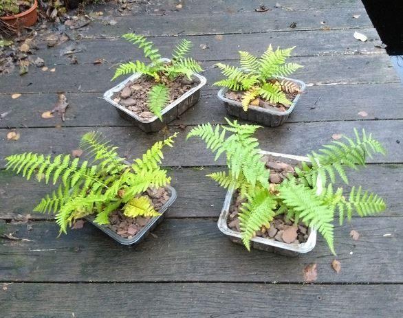 Mannetjesvaren-Dryopteris filix-mas, Tuin en Terras, Planten | Tuinplanten, Halfschaduw, Ophalen