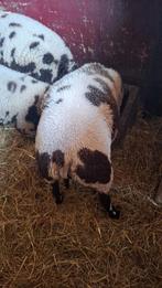 Baggerbonte ram, Dieren en Toebehoren, Mannelijk, Schaap, 0 tot 2 jaar