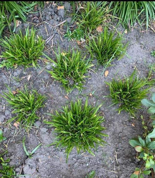 Siergras, Tuin en Terras, Planten | Tuinplanten, Vaste plant, Winter, Ophalen