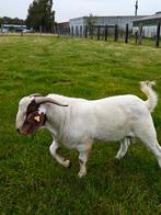 Boerenbok met stamboom