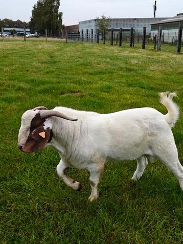 Boerenbok met stamboom  beschikbaar voor biedingen