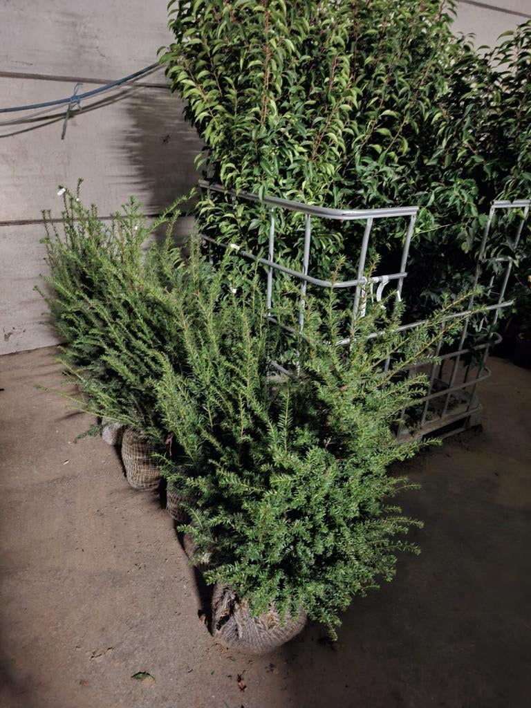 ‼️taxus baccata aan stuntprijzen ‼️, Tuin en Terras, Planten | Tuinplanten, Ophalen