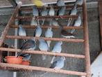 TE KOOP:JONGE DIAMANTDUIFJES, Animaux & Accessoires, Oiseaux | Pigeons, Plusieurs animaux, Autres espèces