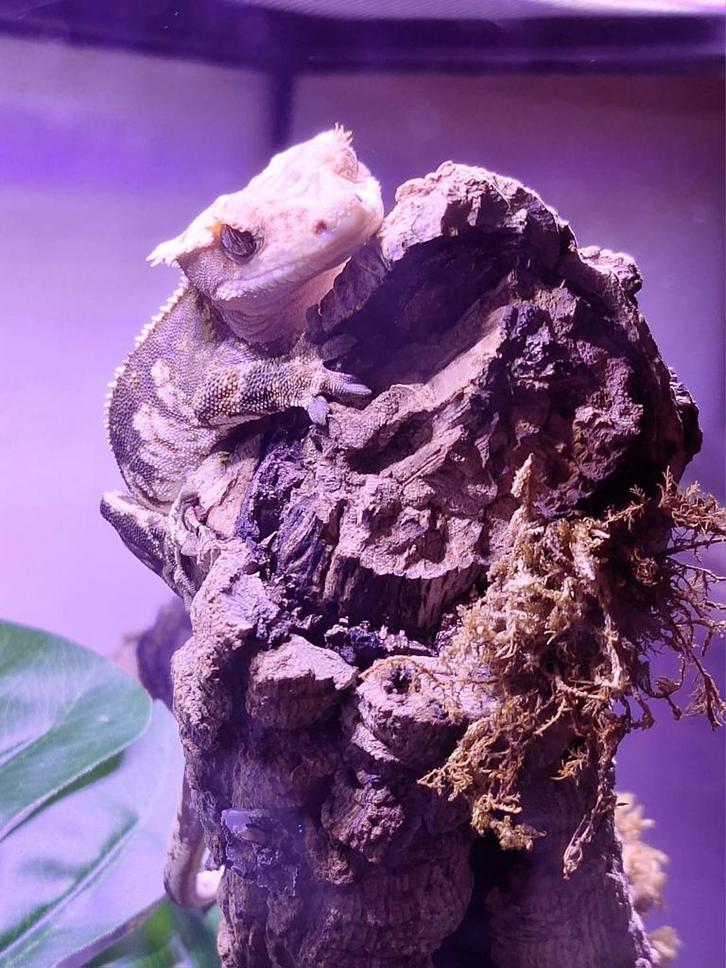 2 wimpergecko’s, Dieren en Toebehoren, Reptielen en Amfibieën, Overige soorten, 3 tot 6 jaar