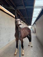 Springpaard te koop !, Animaux & Accessoires, Jument, Cheval de saut