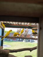 Halsbandparkieten, Dieren en Toebehoren, Geringd