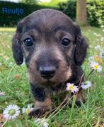 Teckel pups ruwharig dwerg (teefjes/reutjes), Dieren en Toebehoren, Honden | Teckels en Dashonden, België, CDV (hondenziekte)
