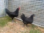 Jong koppel australorps, Dieren en Toebehoren