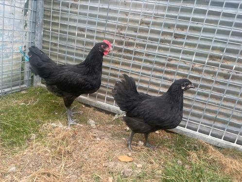 Jong koppel australorps, Dieren en Toebehoren, Pluimvee