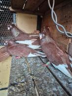 Duiven, Dieren en Toebehoren