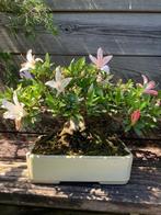 Bonsai sho hin azalea, Tuin en Terras, Planten | Bomen, Halfschaduw, Overige soorten, Lente, Minder dan 100 cm