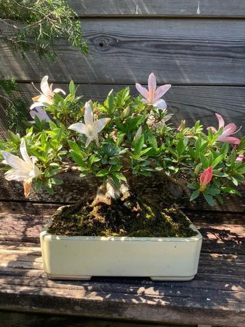 Bonsai sho hin azalea beschikbaar voor biedingen