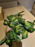 Nieuw Terrarium decoratie hang plant met zuignappen, Dieren en Toebehoren, Ophalen, Nieuw, Tak, Plant, Rots of Steen