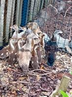 Barbarie eendenkuikens, Dieren en Toebehoren, Meerdere dieren, Eend