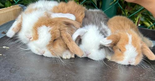 Raszuivere minilops, Dieren en Toebehoren, Konijnen