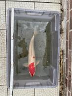 Koi, Dieren en Toebehoren, Vissen | Vijvervissen