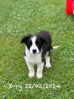 Border collie pup, Parvovirose, Un chien, Belgique, 8 à 15 semaines