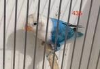 Fischerie opaline kobalt blauw 2025, Dieren en Toebehoren, Geslacht onbekend, Dwergpapegaai of Agapornis, Geringd