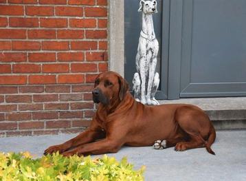 Chiots Rhodesian Ridgeback  disponible aux enchères