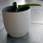 Bébé orchidée, Ophalen