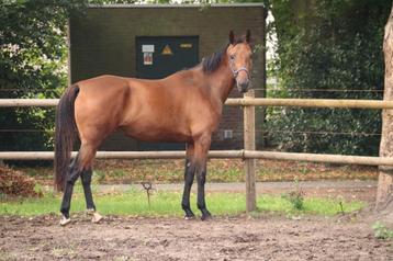 Brave 5 jarige merrie beschikbaar voor biedingen