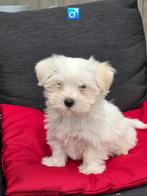 mooie havanezer pups, Dieren en Toebehoren, Honden | Chihuahua's en Gezelschapshonden, België, Maltezer, CDV (hondenziekte), 8 tot 15 weken