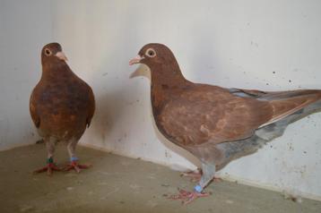 kleurpostduiven, Plusieurs animaux, Pigeon voyageur