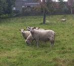 Charollais dekram, Dieren en Toebehoren, Mannelijk, Schaap, 3 tot 5 jaar