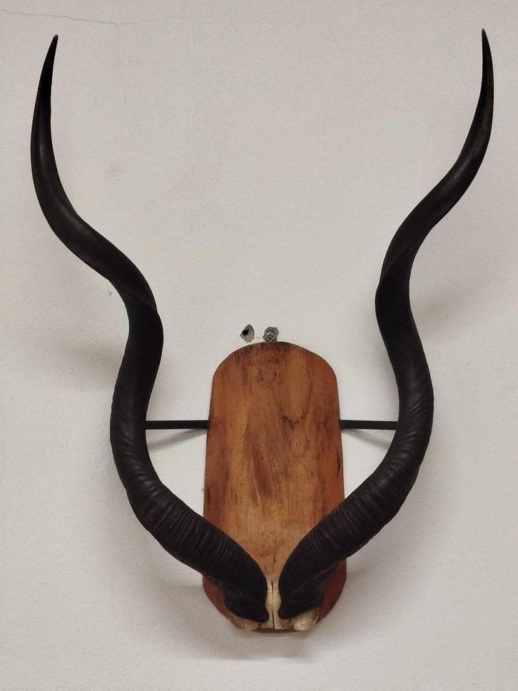 Set grote oude Koedoe hoorns op hardhouten plaat met steunen, Verzamelen, Dierenverzamelingen, Gebruikt, Gewei of Kop, Overige soorten