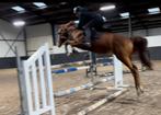 D Pony met een geweldig karakter, Dieren en Toebehoren, Pony's, D pony (1.37m tot 1.48m), Springpony, 7 tot 10 jaar