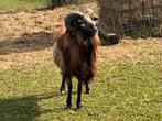 Kameroen bok, Dieren en Toebehoren, Schapen, Geiten en Varkens, Mannelijk, Schaap, 3 tot 5 jaar