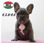 Franse Bulldog pups – charmant en vol karakter, Dieren en Toebehoren, 15 weken tot 1 jaar, Buitenland, CDV (hondenziekte), Meerdere