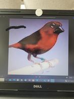KARMOZIJN ASTRILDEN, Dieren en Toebehoren, Vogels | Overige Vogels