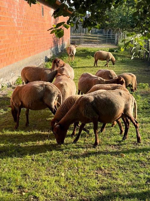 Ardense voskop Ram, Dieren en Toebehoren, Overige Dieren