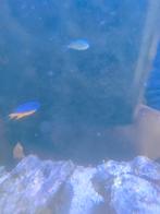 Blauw juffertje en zee egel, Dieren en Toebehoren