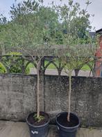 Olijfbomen, In pot, Olijfboom, Ophalen, 100 tot 250 cm