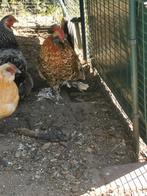 Cochin kuikens 1/2maand, Dieren en Toebehoren