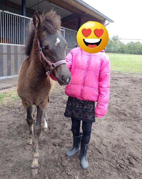 Merrie veulen te koop, Dieren en Toebehoren, Pony's, Merrie, Onbeleerd, B pony (1.17m tot 1.27m), Recreatiepony, 0 tot 2 jaar
